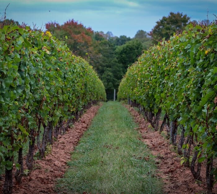 These Rosé Wine Pouches Are Capri Sun For Adults
