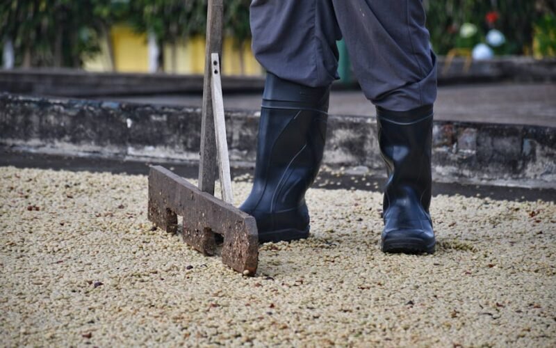 Unveiling the Impact of Coffee Processing on Your Cup’s Flavor