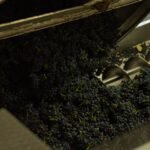 pexels Wine fresh wine pres