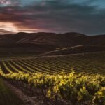 pexels Wine mountain ageing