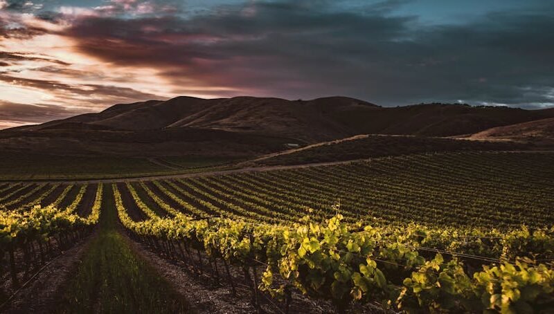 pexels Wine mountain ageing