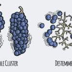 whole cluster fermentation destemmed illustration winefolly e1764345595177