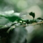 The Green Bean Dilemma Quality vs Technique in Roasting