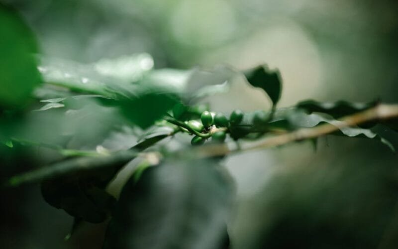 The Green Bean Dilemma: Quality vs. Technique in Roasting