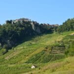 Santorinis Vineyards Climate Crisis and Tourism Threaten a Wine Legacy