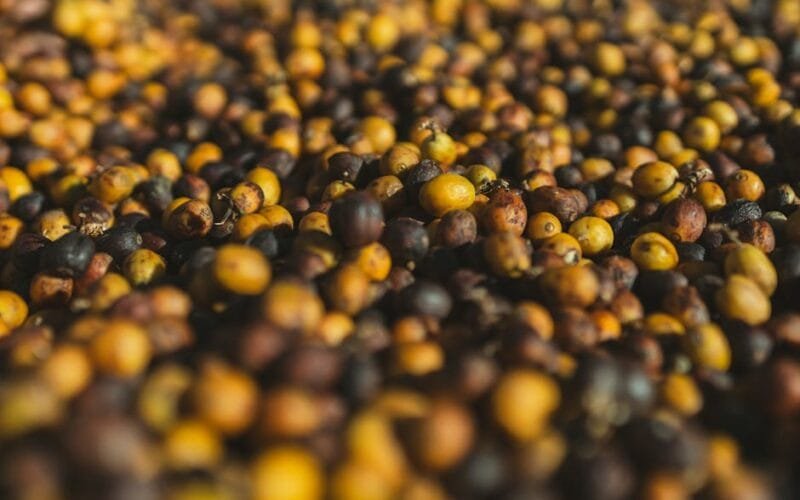 Why Big Beans Are Breaking Your Roast