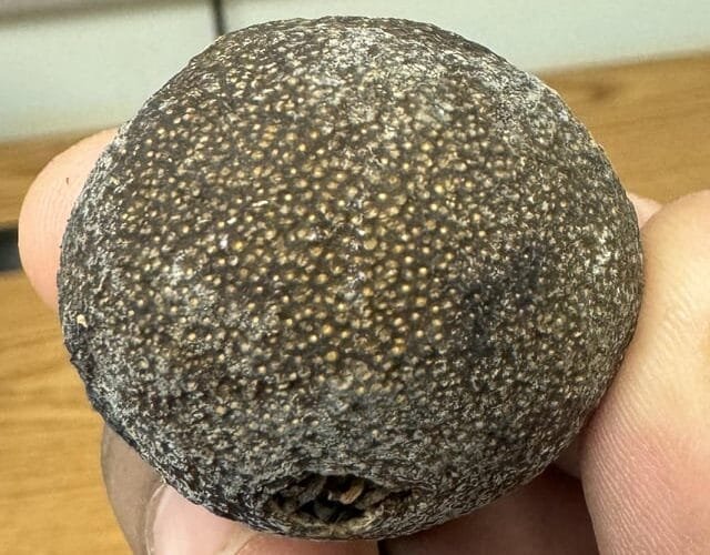 Navigating Puer Tea: What’s Mold and What’s Aging in Your Puer Oranges?