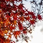 pexels Tea autumn arbor