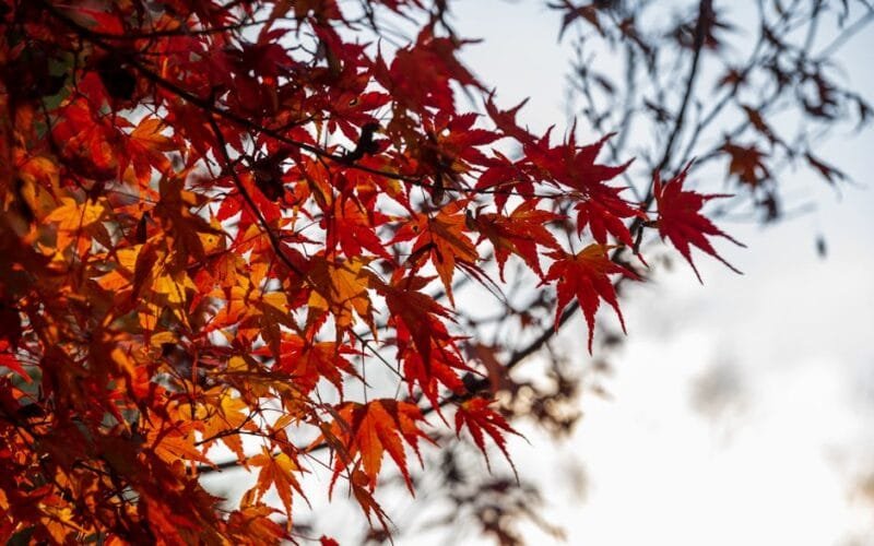 Unraveling the Mystique of a Fresh Sheng Puer: A Sensory Journey