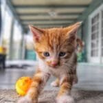 The 1200 Espresso Dilemma Choosing the Right Machine for a Busy Family