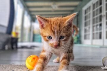 The $1200 Espresso Dilemma: Choosing the Right Machine for a Busy Family