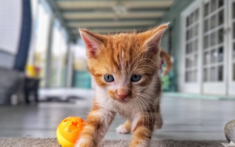 The 1200 Espresso Dilemma Choosing the Right Machine for a Busy Family