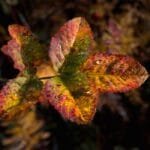 Savoring the Moment Grant Garrys Room for Cream Invites You to Slow Down with Coffee