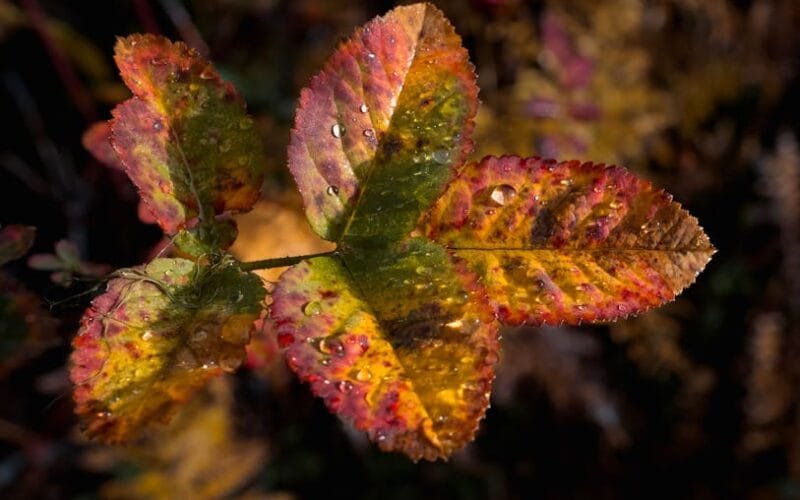 Savoring the Moment Grant Garrys Room for Cream Invites You to Slow Down with Coffee