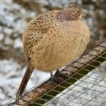 The 64mm SSP MP Burrs That Redefined My Coffee Game