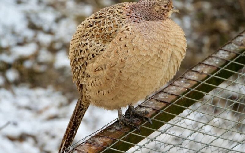 The 64mm SSP MP Burrs That Redefined My Coffee Game