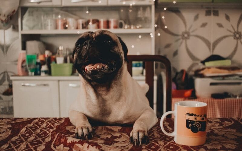 Noma’s Greenhouse Brews a New Coffee Philosophy