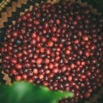 San Antonios Coffee Festival Unveils 2026s Best Roasters and Must-Try Brews