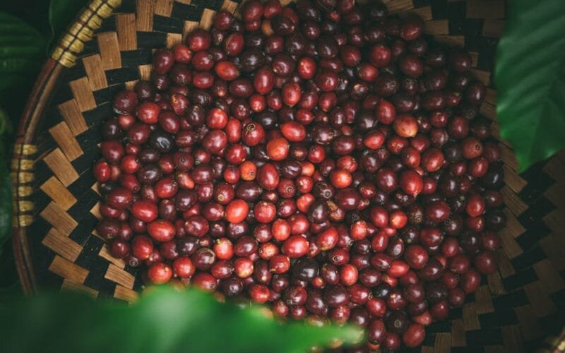 San Antonios Coffee Festival Unveils 2026s Best Roasters and Must-Try Brews