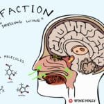 The Secret Language of Wine Aromas