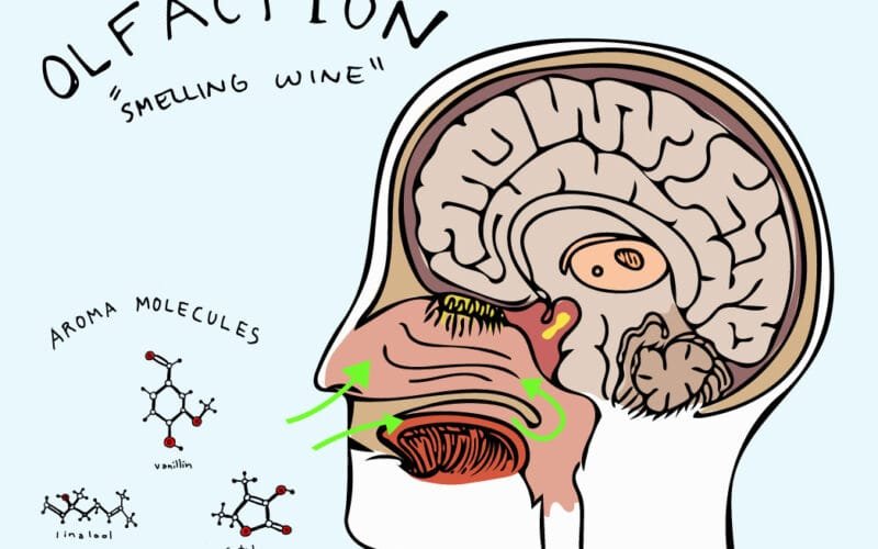 The Secret Language of Wine Aromas