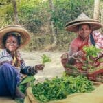 Costcos Green Tea Secret Japans Ito En Craftsmanship