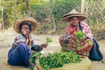 Costco’s Green Tea Secret: Japan’s Ito En Craftsmanship