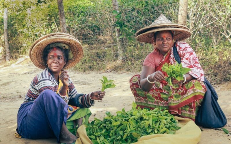 Costcos Green Tea Secret Japans Ito En Craftsmanship