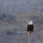 A Pair of Legends Screaming Eagle and Chateau dYquem in One Night