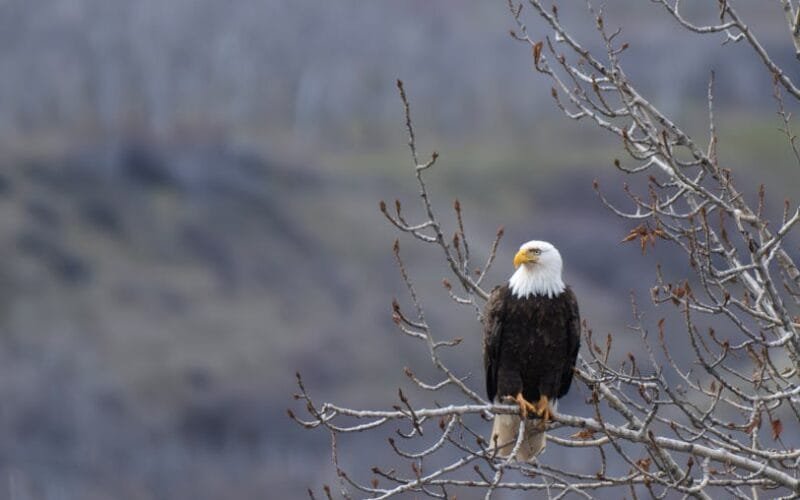 A Pair of Legends Screaming Eagle and Chateau dYquem in One Night