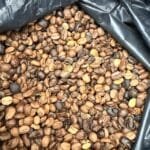 The Premium Coffee Mirage in Coffee-Producing Countries