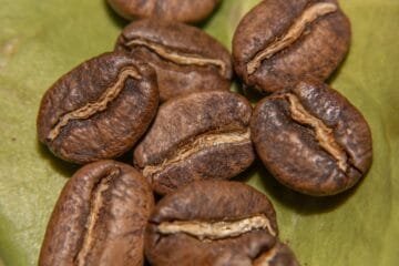 The Cold Brew Bean Conundrum: Finding Your Perfect Match