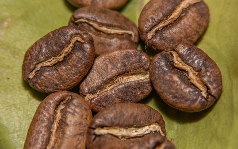 The Cold Brew Bean Conundrum Finding Your Perfect Match