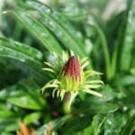 Burgundys En Primeur Wines Navigating the Uncertain 2023 Vintage