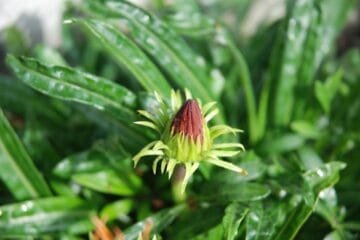 Burgundy’s En Primeur Wines: Navigating the Uncertain 2023 Vintage