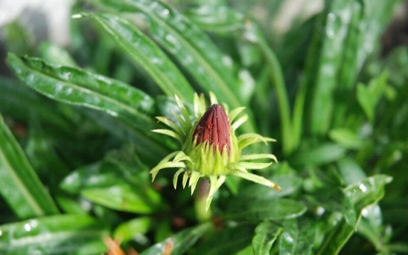 Burgundys En Primeur Wines Navigating the Uncertain 2023 Vintage