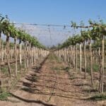 Beyond Bordeaux Cold Climate Viticulture is Redefining Wine Destinations