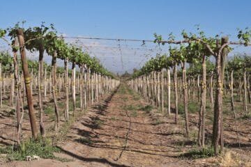 Beyond Bordeaux: Cold Climate Viticulture is Redefining Wine Destinations