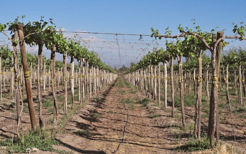 Beyond Bordeaux Cold Climate Viticulture is Redefining Wine Destinations