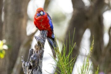 Crimson Lotus Tea 2024: A Vibrant Raw Puerh Under the Emerald Sea