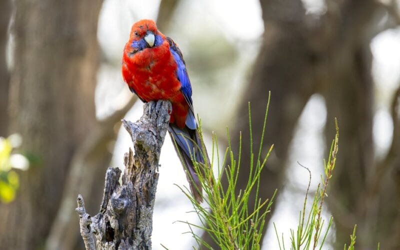 Crimson Lotus Tea 2024 A Vibrant Raw Puerh Under the Emerald Sea