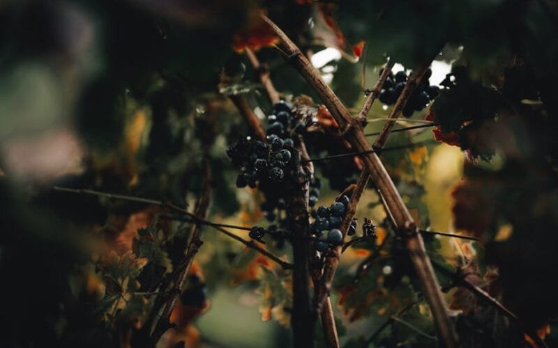 Thinning the Crop How Domaine de la Romanée-Conti Mastered 2023s Challenges