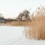 The Hollow Harvest Why Your Morning Coffee Feels Empty