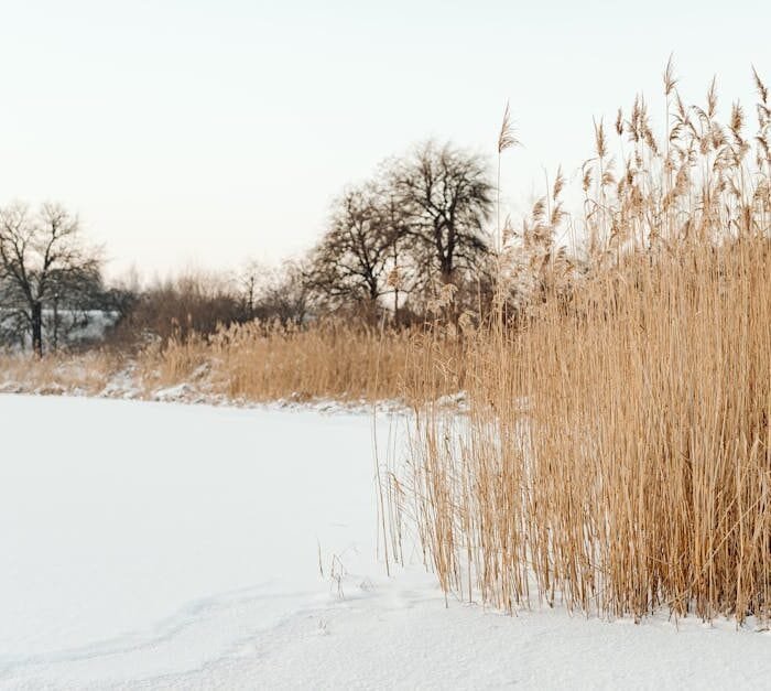 The Hollow Harvest: Why Your Morning Coffee Feels Empty