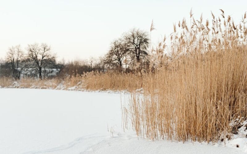 The Hollow Harvest Why Your Morning Coffee Feels Empty