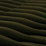 Hamburgs Natural Wine Scene A Taste of the Local Vibe