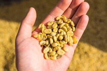 Time Travel with Your Cup: Passenger Coffee Unveils a 10-Year-Old Harvest