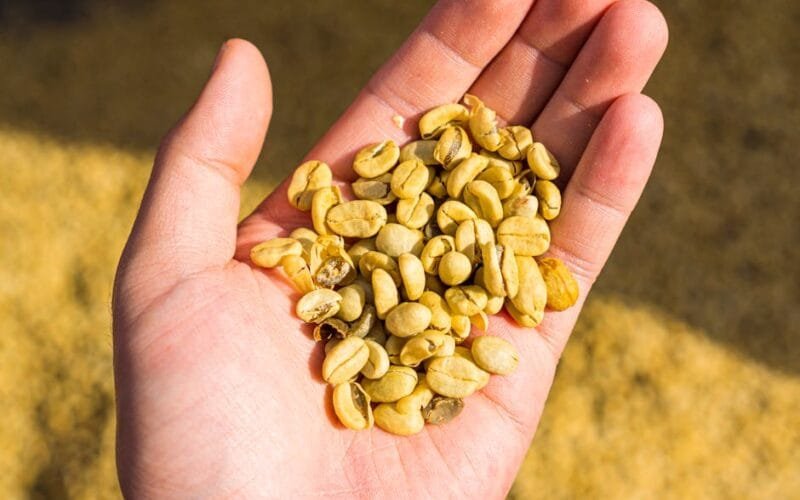 Time Travel with Your Cup Passenger Coffee Unveils a 10-Year-Old Harvest