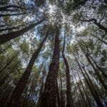 The Sulawesi Wet Hulled Toraja Pango Pango A Roasters First Impressions