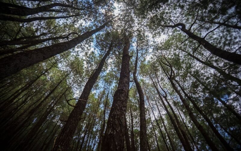 The Sulawesi Wet Hulled Toraja Pango Pango A Roasters First Impressions